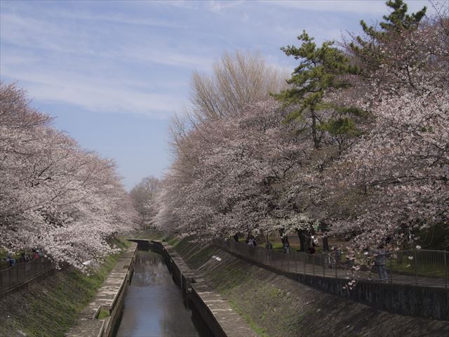 善福寺川緑地