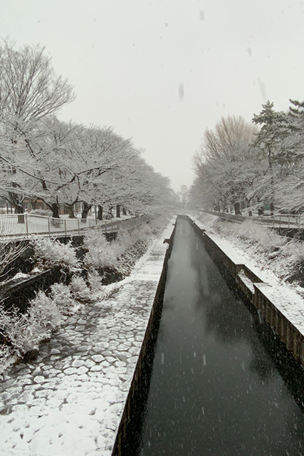 スタッフブログ｜年始挨拶　雪景色　善福寺川緑地公園