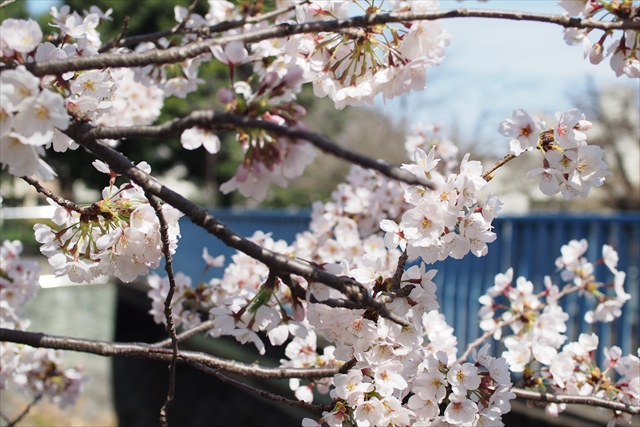 スタッフブログ｜桜　善福寺川緑地公園　2022