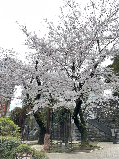 スタッフブログ｜桜　南青山　2022