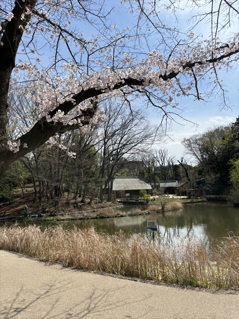 スタッフブログ｜桜　せせらぎ公園　横浜市　2022