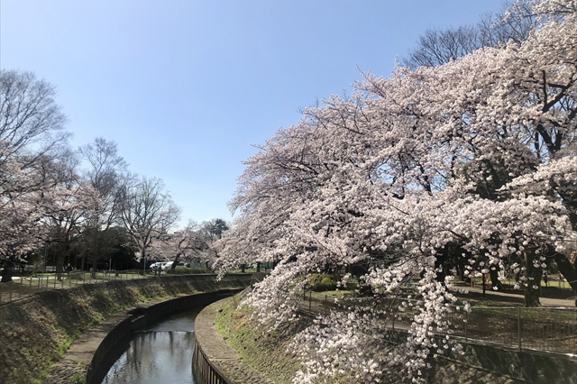 スタッフブログ｜桜　善福寺川緑地公園　2022