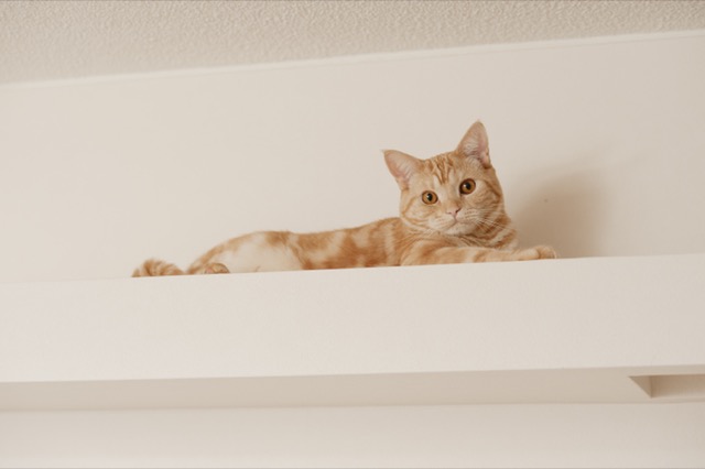 リノベのネタ帳｜ペットリノベ　猫　猫ちゃん　マンションリノベーション　キャットウォーク