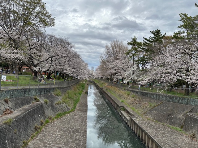 スタッフブログ｜善福寺川緑地公園のサクラ