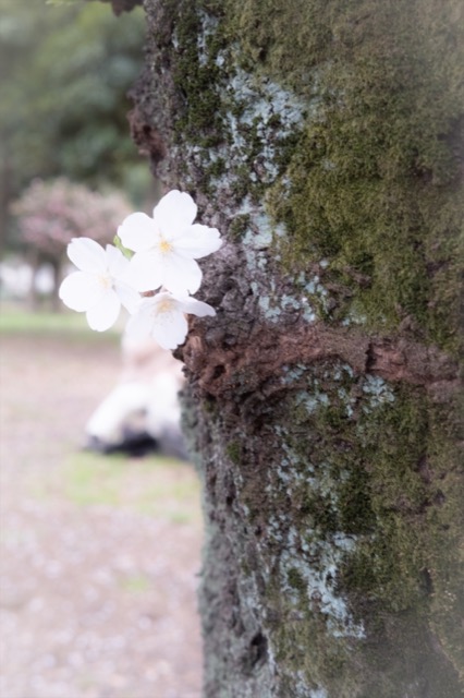 スタッフブログ｜善福寺川緑地公園のサクラ　開花